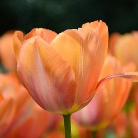 Tangarine Tulip by Ingrid de Vos - Boom