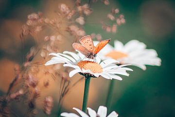 Vlinder op een margriet bloem van Madinja Groenenberg