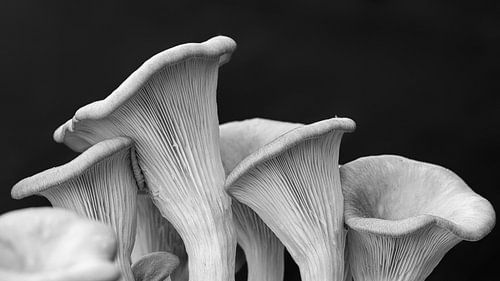 Kwetsbare oesterzwammen