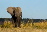 Portret van een olifant, Botswana