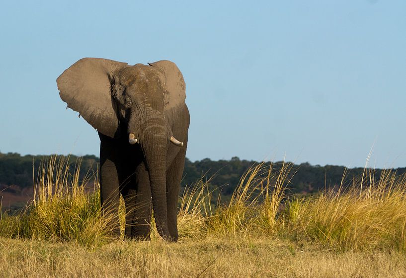 Portret van een olifant, Botswana von Christel Nouwens- Lambers