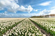 Blumenzwiebelfelder im Flevo Polder von Fotografiecor .nl Miniaturansicht