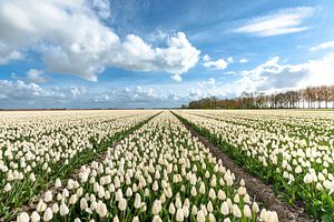 Bollenvelden in de Flevo Polder