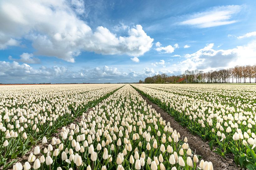 Blumenzwiebelfelder im Flevo Polder von Fotografiecor .nl