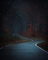 Piste cyclable en forêt en automne dans le brouillard