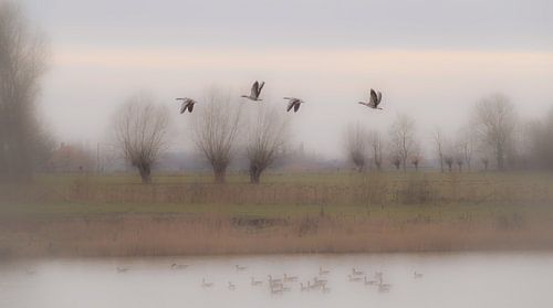Les 4 canards volants sur GyGa foto's