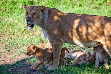 Moeder leeuw met welpen van Peter Michel