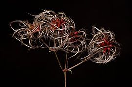 fruits d'automne 3
