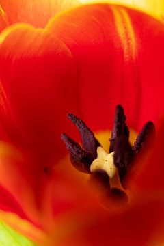 Eine 'nahe Begegnung' mit einer Tulpe von José IJedema