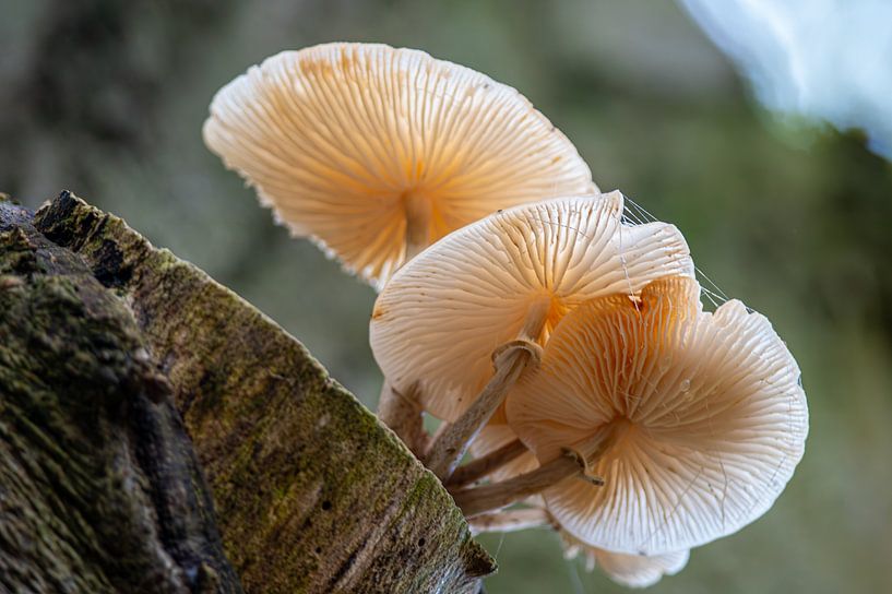 sharp scallop by Herman Troost fotowerk