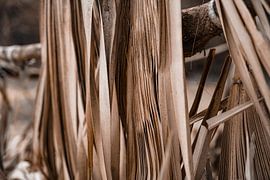 Palme von Fotoverliebt - Julia Schiffers