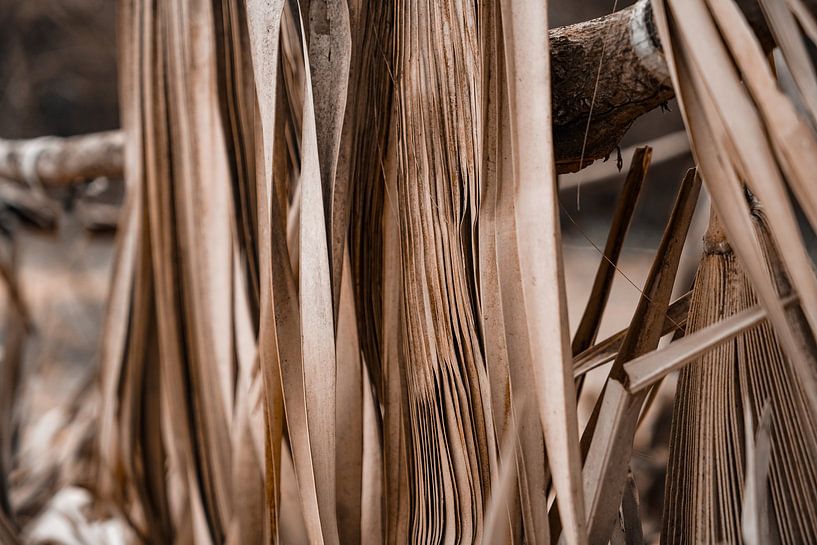 Palme von Fotoverliebt - Julia Schiffers