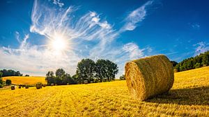 Sommerlandschaft