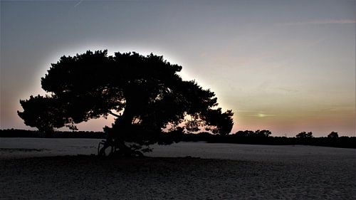 soesterduinen