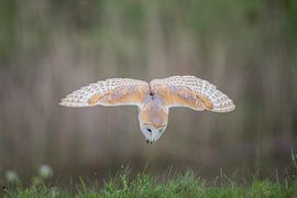 Barn owl in flight.