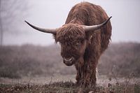 Scottish Highlander