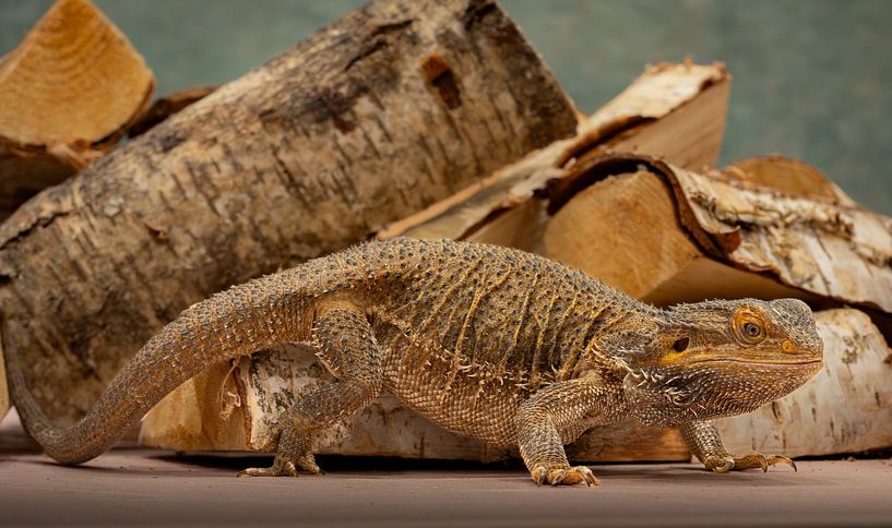 Bartagame Nahaufnahme - Detailliertes Porträt von Alvadela Design & Photography