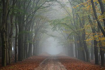 Mist aan het einde van de tunnel van eikenbomen in herfstkleur in natuurgebied Planken Wambuis van Bram Lubbers