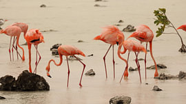 Karibik-Flamingo von Russell Hinckley