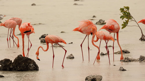 Flamant des Caraïbes