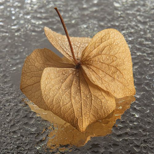 Dansé sous la pluie : feuille d'hortensia aux couleurs chaudes sur Marjolijn van den Berg