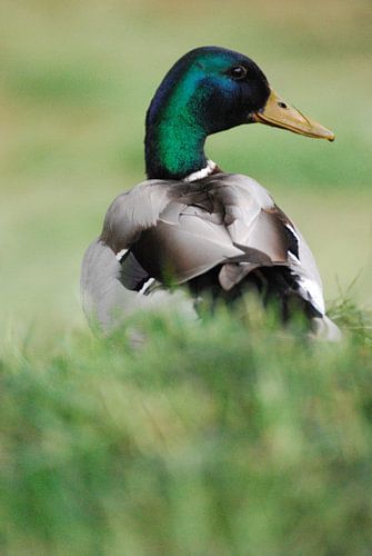 Wilde eend 