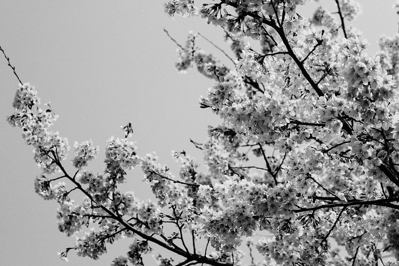 Schwarze und weiße Kirschblüte von Walljar