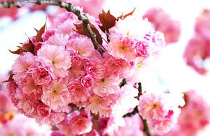 Kirschblüten von Roswitha Lorz