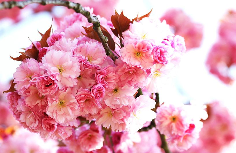 Kirschblüten par Roswitha Lorz
