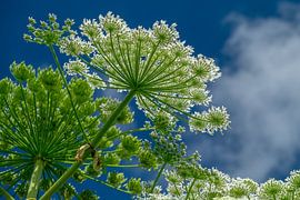 Bear claw bottom view by Miranda Heemskerk
