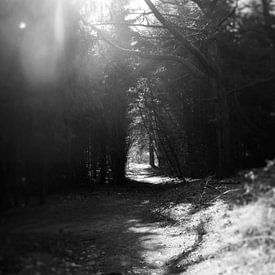 Sonnenstrahl ins Wald von sterre Jansen