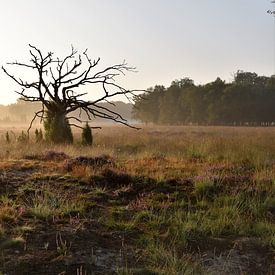 Zonsopkomst en mist op de paars bloeiende heide van Ingrid Bargeman