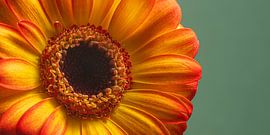 Sommerliche Fröhlichkeit – Sonniges Panorama einer orange-gelben Gerbera von Marjolijn van den Berg