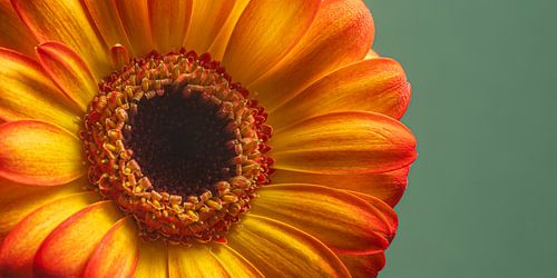 La joie de l'été - Panorama ensoleillé d'une gerbera jaune orangé