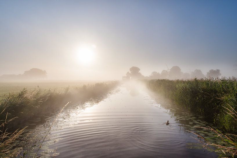 Matinée brumeuse par Ronnie Schuringa