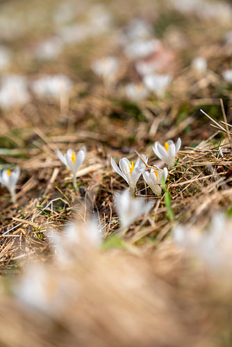 Krokus & heide in de bergen