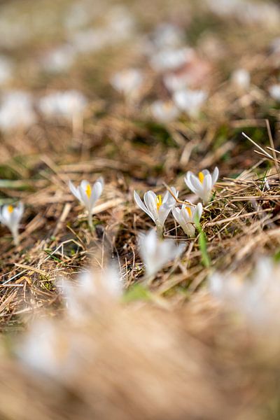 Crocus &amp;amp ; Erika/ bruyère dans le monde de la montagne par Miriam Schwarzfischer Fotografie
