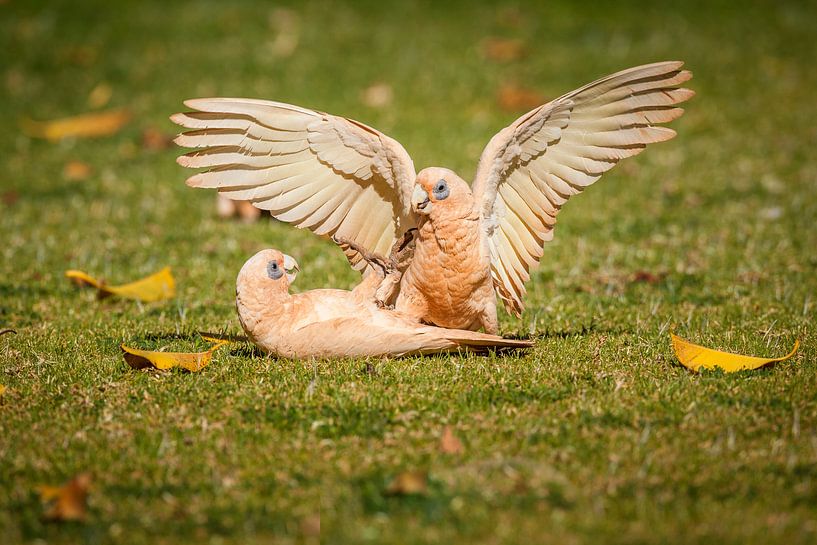 A pair of Little Corella's is fighting by Chris Stenger