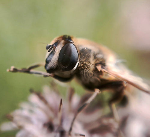 Faszination Insektenauge – Extrem-Makro einer Schwebfliege