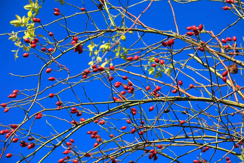 Herbstzeit von Thomas Jäger