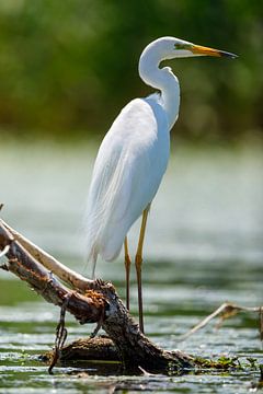 Great White Egret in Danube Delta by Roland Brack