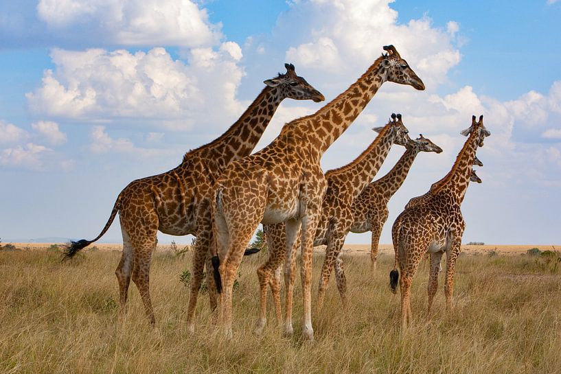 Réunion de la Girafe par Peter Michel