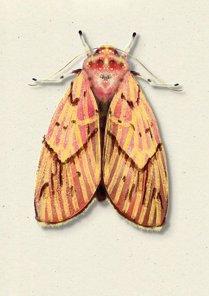 mite jaune/rose avec ombre illustration d'insecte par Angela Peters