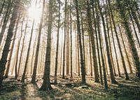 Bomen