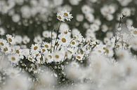 Feld mit Gänseblümchen von Simone Meijer Miniaturansicht
