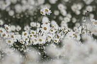 Veld met madeliefjes