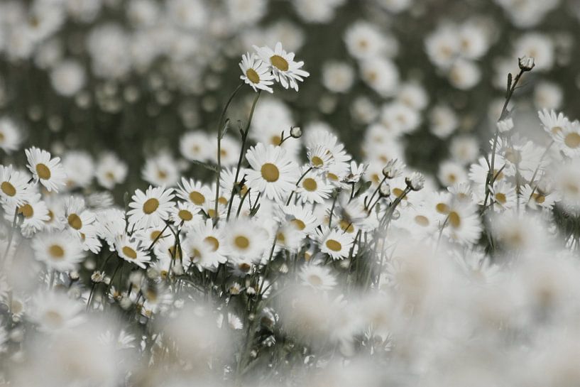 Veld met madeliefjes van Simone Meijer