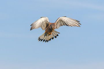 Torenvalk / Common kestrel (Falco tinnunculus) van Henk de Boer