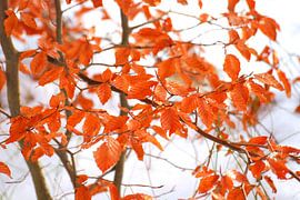 Beukenbladeren in de winter by Margreet Frowijn