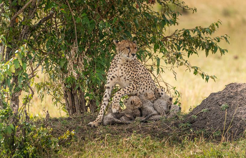 Eine Familienangelegenheit! von Robert Kok